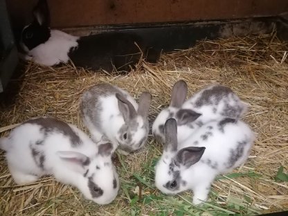 Bild 3:Zwergkaninchen Tirol