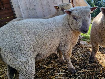 Bild 2:Baby Doll Schaf Widder