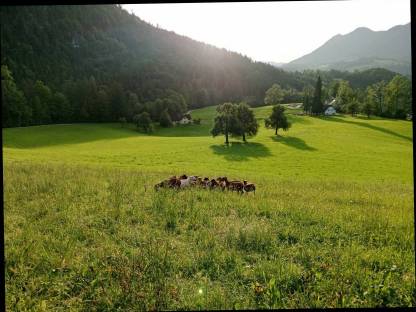 Bild 4:Kamerunschafe und Black Bally Mix