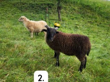 Bild 2:Ouessant Bock