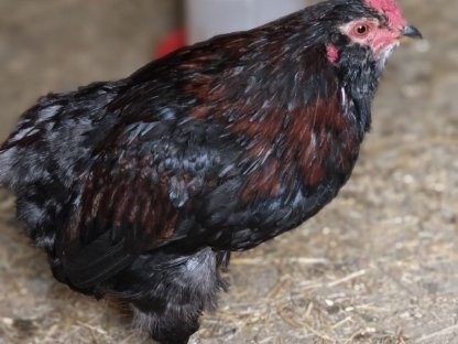 Araucana Hahn