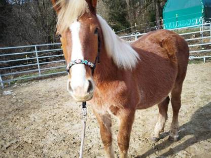 Bild 3:Noriker Wallach 2 Jahre