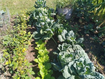 Bild 8:Acker/Wiese für Gartenflächen (Klagenfurt u. Umgebung)