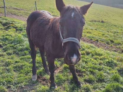 Bild 7:Mohrenkopf Wallach Hengste