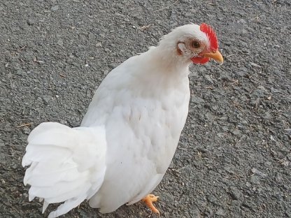 Bild 3:Serama Bruteier, Junghähne, Küken abzugeben