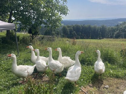 Bio Lockengänse