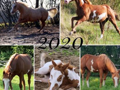 Bild 8:Painthorse Deckhengst gekört APHA, ZSSE