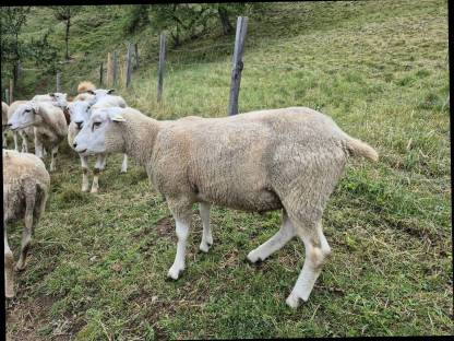 Texel Widder Herdbuch A