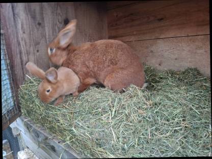 Bild 2:Rote Neuseeländer reinrassig