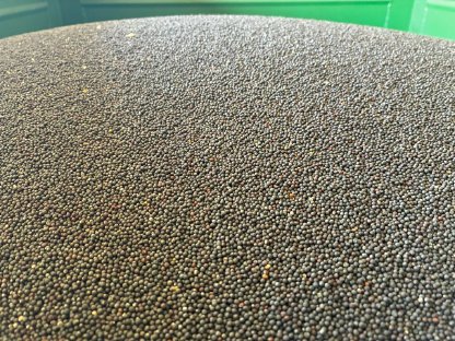 Bild 2:Bio - Winterrübsen