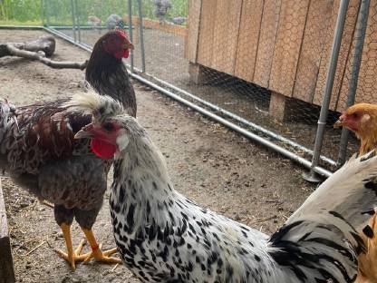 Bild 2:Appenzeller Spitzhauben Junghähne