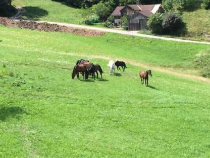 Sommerpferdeweide
