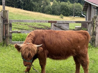 BIO Hochlandrinder Kalbin