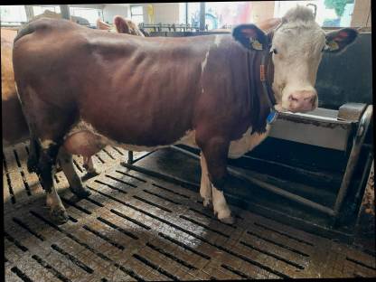 Fleckvieh Erstlingskuh 44 l VMS