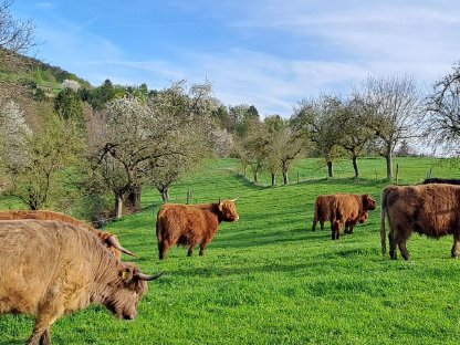 Bild 3:3,5-jährige Hochlandrind-Kuh mit Stierkalb zu verkaufen