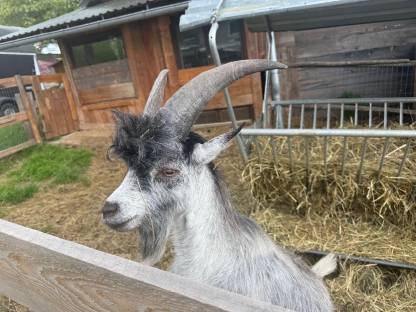 Bild 8:Blobe Ziegenböcke