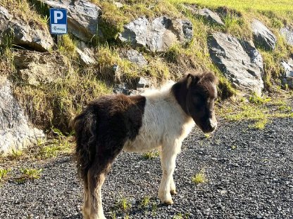 Bild 7:Liebe Minishetlandponystute mit Fohlen zu vergeben