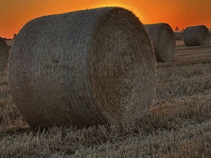 Bild 5:Goldgelbes Weizenstroh