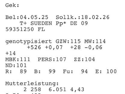 Bild 2:FV Kalbin tragend