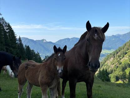 Bild 3:Noriker Hengstfohlen