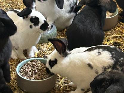 Bild 3:Junge Fleischhasen