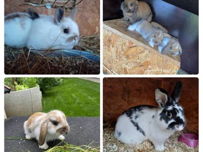 Bild 5:Zwergkaninchen