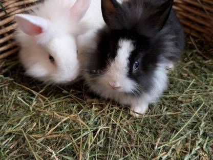 Löwenkopf Zwergkaninchen zu verkaufen