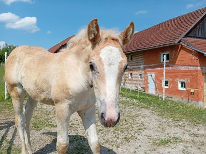 Haflinger Stutfohlen