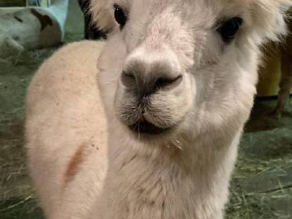 Bild 2:Alpaka Wallach