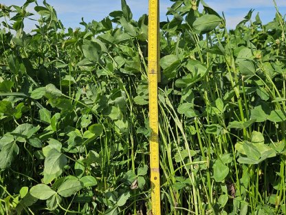 Bild 3:Heu Rundballen Rotklee- und Wiesenheu