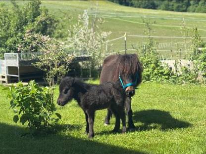 Bild 2:Minishetlandpony Stute Palina