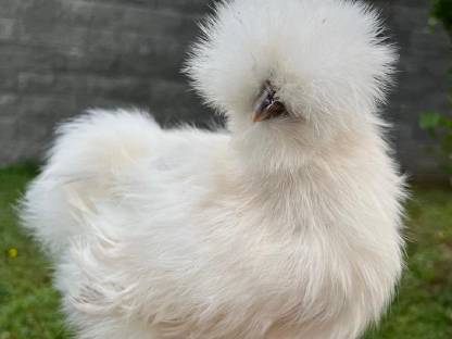 US Silkies Seidenhühner in verschiedenen Farben