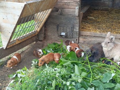 Meerschweinchen
