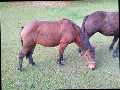 Bild 2:Noriker Hengst Zimt Schaunitz