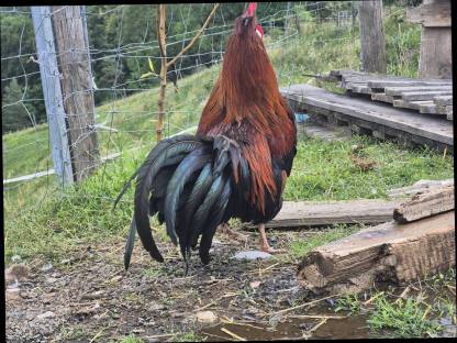 Bild 2:Altsteirer Hähne und Tagesküken