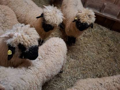 Bild 2:Walliser Schwarznasenschafe