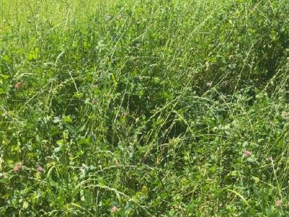 Bild 3:Kleegras, GPS, Maisballen