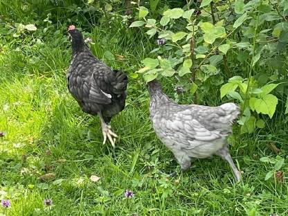 Bresse Gauloise Bleu Küken