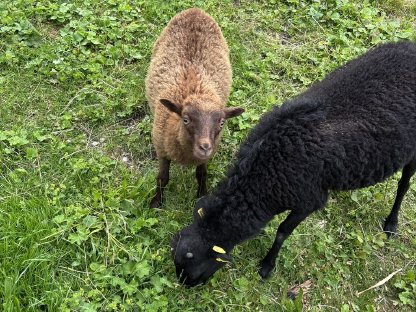 Bild 2:Verkaufe Quessant-Schafe