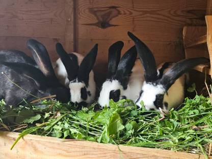 Bild 2:Reinrassige Deutsche Riesenschecken