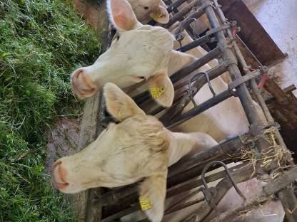 Bild 2:Charolais Kalbinen und Stier