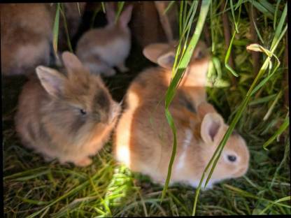 Löwenkopf Zwergkaninchen