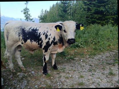 Pustertaler Sprinzen Stier