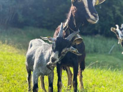Blobe Bock Mischling