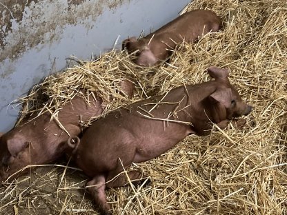 Duroc Ferkel
