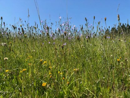 Bild 2:Verkaufe Bio-Pferdeheu 2025 - 1. Schnitt