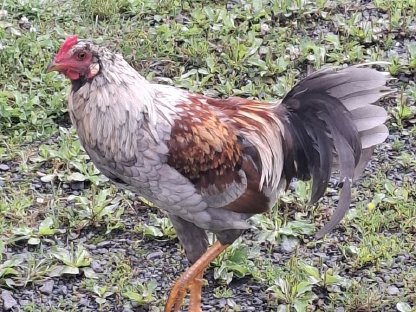 Bild 2:Blumenhuhn-Mixhahn zu verschenken