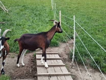 Bild 5:Tauernschecken Ziegen