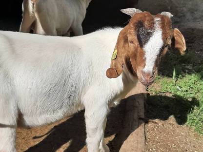 Bild 4:Bio-Burenziegenböcke aus HB-Betrieb