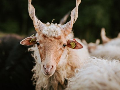 Bild 6:Ungarisches Zackelschaf - Lämmer, Jungwidder, Altschafe